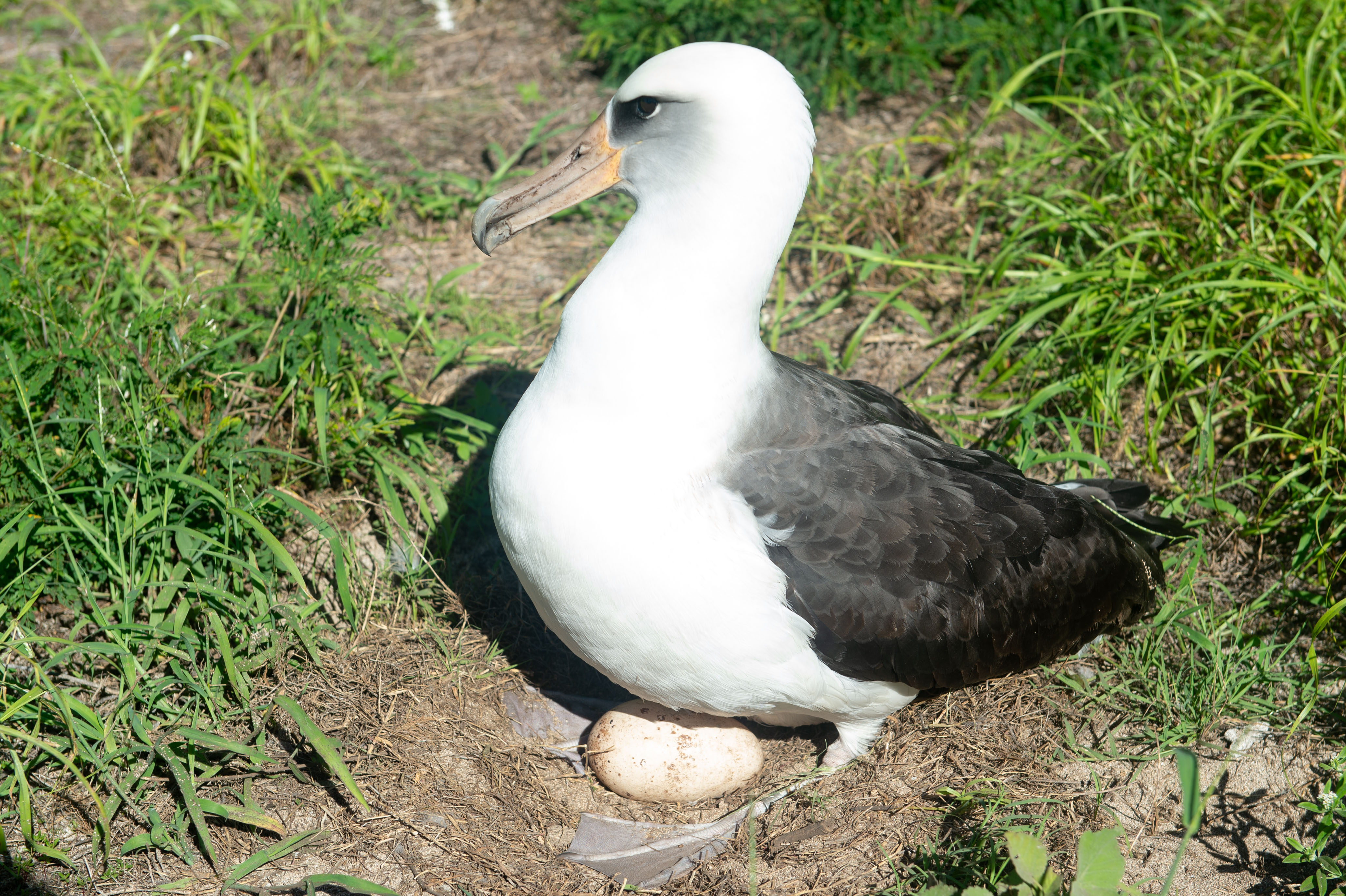 Laysan Albatross